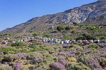 Fototapeta na wymiar Colored wooden hives among thyme shrubs on the island of Crete