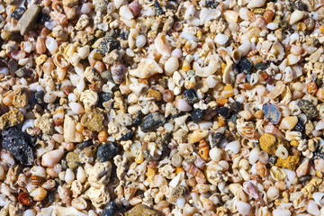 sea shells and pebbles on the beach
