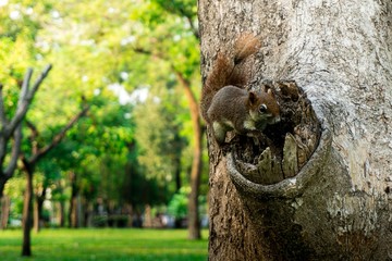 Squirrel climbing on the tree in thr park