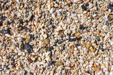 sea shells and pebbles on the beach