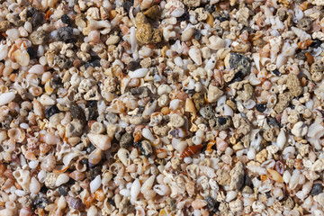 sea shells and pebbles on the beach