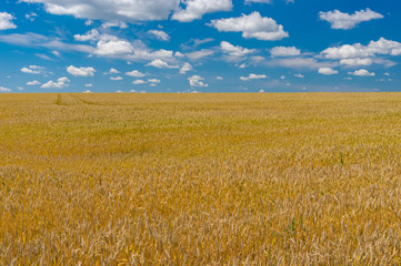 Classic agricultural summer landscape with ripe wheat field in central Ukraine