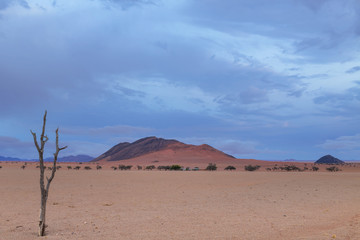 Dry dead tree and low clouds