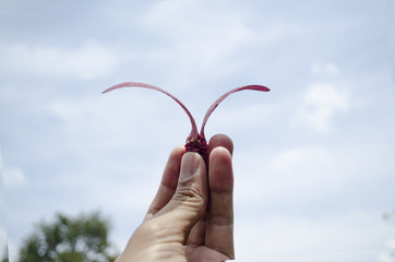 hand holding a Dipterocarpaceae seed with sky background