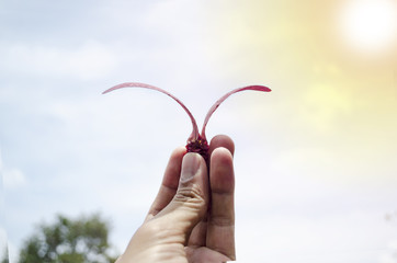 hand holding a Dipterocarpaceae seed with sky background