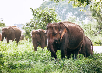 Fototapeta na wymiar Eating elefants family near the pond in national nature park Udawalawe, Sri Lanka