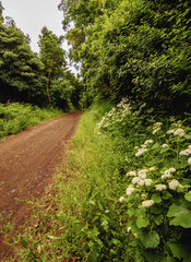 Forest near Espirito Santo, Santa Maria Island, Azores, Portugal