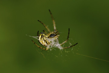 Macro young Caucasian spider Araneus
