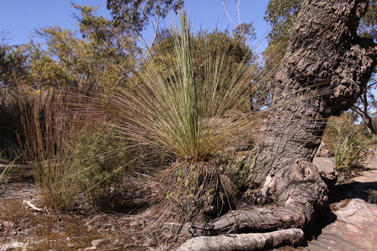 Grass tree in Blue Mountains in Australia

