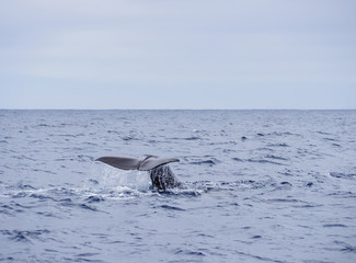 Fototapeta premium Whale watching by the coast of Pico Island, Azores, Portugal
