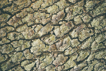 Texture of old big tree bark in deep forest. Suitable for articles background about natural or furniture.