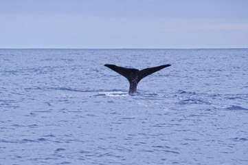 Whale watching by the coast of Pico Island, Azores, Portugal