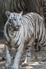 Portrait of a White Tiger or bleached tiger
