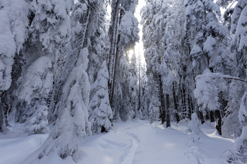 Fototapeta na wymiar Path in forest covered wit a lot of snow in winter