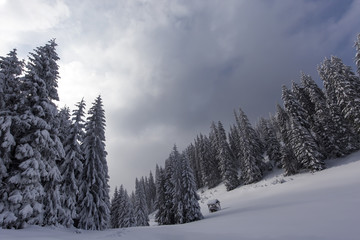 Forest in winter season in mountain with a food shelter for wild animals