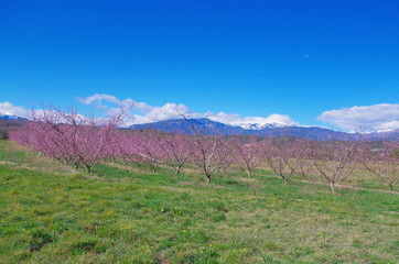 Montagne et arbres fruitiers en fleurs au printemps