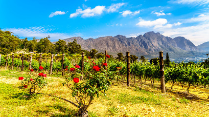 Fototapeta na wymiar Vineyards of the Cape Winelands in the Franschhoek Valley in the Western Cape of South Africa, amidst the surrounding Drakenstein mountains