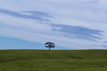 Obraz na płótnie Canvas Green field and lonely tree landscape