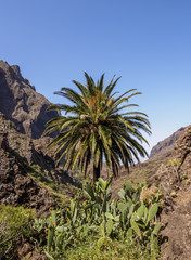 Fototapeta na wymiar Barranco de Masca, gorge, Teno Massif, Tenerife Island, Canary Islands, Spain