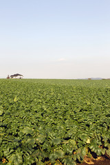 キャベツ畑の家