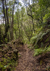 Laurel Forest, Anaga Rural Park, Tenerife Island, Canary Islands, Spain