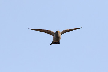 Cuckoo flying in the summer