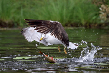 Lesser Black-backed Gull
