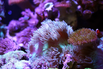 Sea anemones  in the aquarium tank. Aquatic saltwater with rock mountain relaxation hobby and beautiful decoration in house.