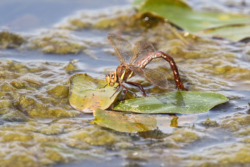 dragonfly in the summer