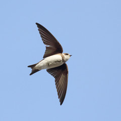 Sand martin