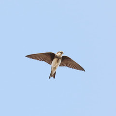 Sand martin