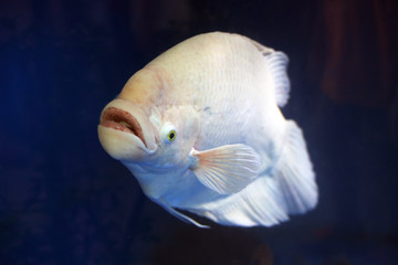 Giant gourami white albinism (Osphronemus goramy) ornamental fish in public aquarium. Beautiful big fish hobbies pet.