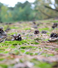 pinecone moss  autumn
