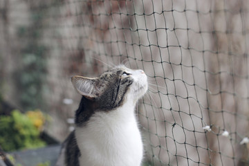 Katze auf katzensicherem Balkon mit Netz