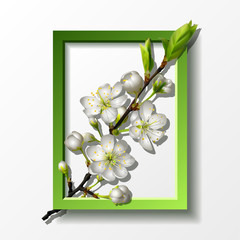 Branch of white cherry flowers in green frame