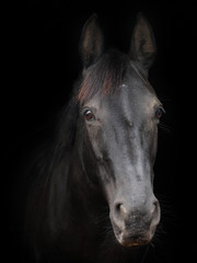 Fototapeta na wymiar Veteran Horse Head Shot