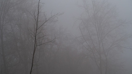 wald im nebel