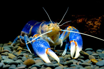 crayfish in the aquarium