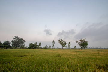 Scene rice paddies, rice field with fog before sunrise, Thailand
