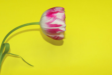 One Pink Tulip On Yellow Background.  Blooming Flower Over Yellow Background. Flower Background. Tulip On Yellow Background With A Lot Of Copy Space For Text.
