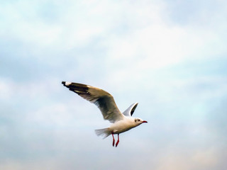 Nature background of seagulls bird at the sea and sunset time.