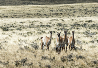 Naklejka na ściany i meble Five curious guanaco lamas in pampa