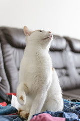 Fototapeta na wymiar white and yellow cat being surprised looking top.