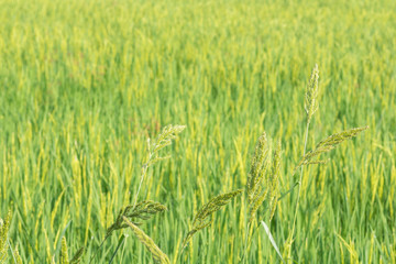 Scene rice paddies, rice field in summer march, Thailand