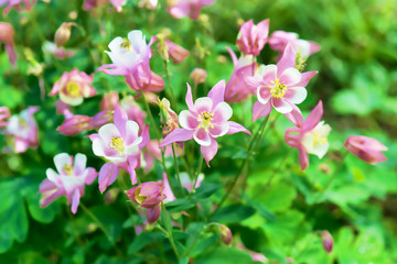 Fototapeta na wymiar Bright floral background with a beautiful pink and white flowers Aquilegia.