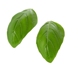 Close up of fresh green basil herb leaves isolated on white background. Sweet Genovese basil