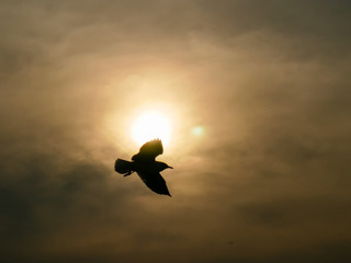 Silhouette Nature background of seagulls bird at the sea and sunset time.