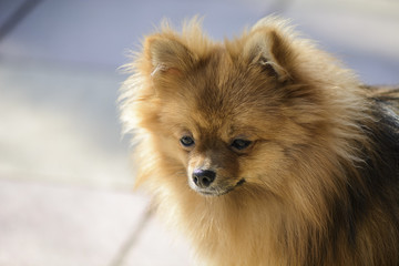 Close up of a German spitz against blurry background.