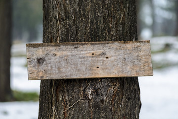 plank on a tree close up, place for text.