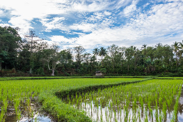 views of rice paddies and clouds that clot